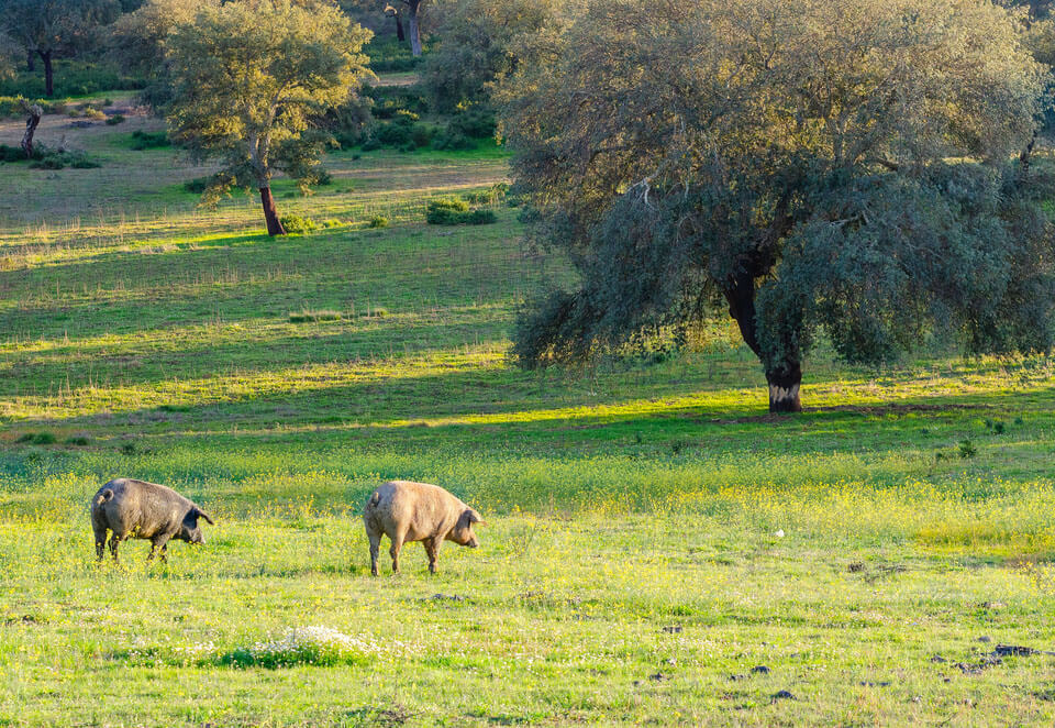 Foto que muestra una imagen típica del entorno natural, la dehesa de encinas y alcornoques y dos ejemplares del cerdo ibérico.
